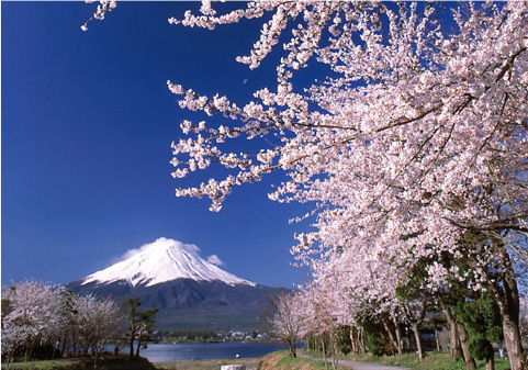 ❺;富士・河口湖さくら祭り
